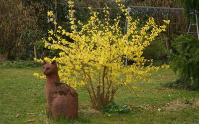 Feng Shui Garden Design