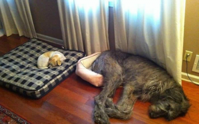 Why not to be afraid of the Feng Shui of your home