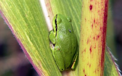 Back to Basics Feng Shui