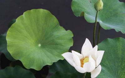 Health and Relationships